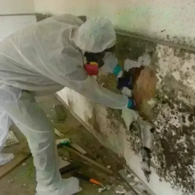 Mold Remediation and Removal in Bowling Green, FL